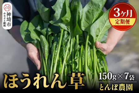 【定期便3回】ほうれん草 約1kg（150g x 7袋）【合計 約3kg】(H091119)