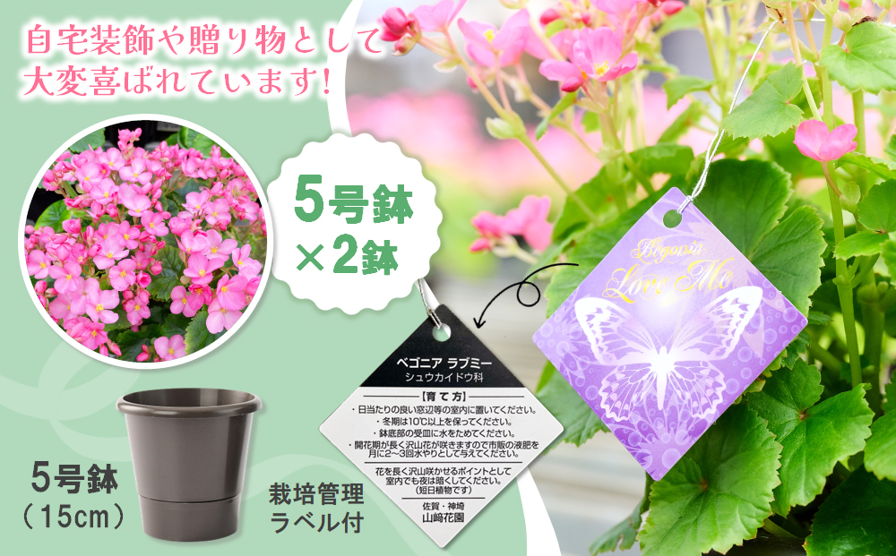 【数量限定】鉢花 ベゴニア・ラブミー 5号鉢×2鉢 【鉢花 ふるさと納税 敬老の日ギフト ベゴニア】(H069115)