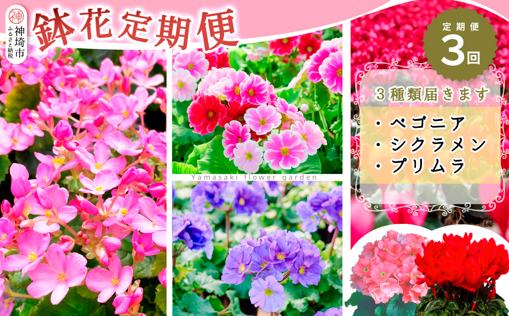 【数量限定】鉢花 定期便 3回(9月・11月・1月) 【鉢花 ふるさと納税 定期便】(H069117)