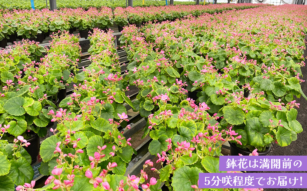 【数量限定】鉢花 ベゴニア・ラブミー 5号鉢×2鉢 【鉢花 ふるさと納税 敬老の日ギフト ベゴニア】(H069115)