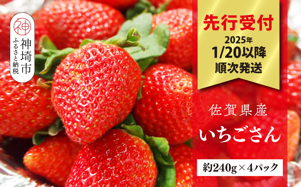 【先行受付 R7年1月20日より発送】期間限定 佐賀県産いちごさん 約240g×4パック【苺 イチゴ ブランドいちご 朝採れ デザート スイーツ フルーツ 誕生日ケーキ バレンタイン】(H040149)