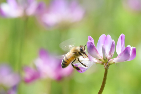 【数量限定】国産天然蜂蜜 春の蜜470g & 初夏の蜜470g  (H049120)