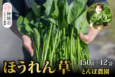 ほうれん草 約1.8kg（150g x 12袋）【ハウス栽培 産地直送 クール便 佐賀県脊振山麓産】(H091114)