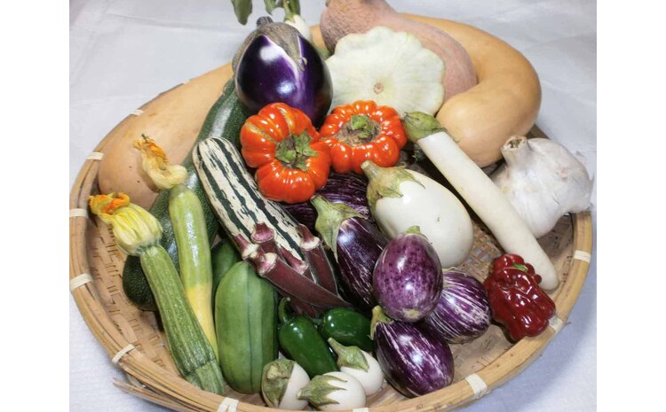 イタリア野菜セットラージ 14品 【有機野菜 おまかせ野菜セット イタリア野菜 西洋野菜】(H078133)