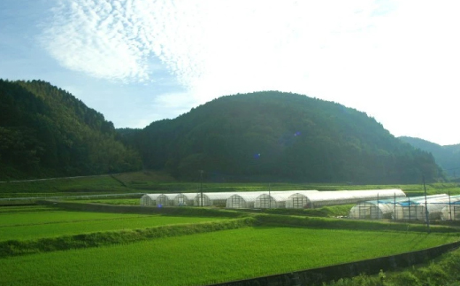 ほうれん草 約1.8kg（150g x 12袋）【ハウス栽培 産地直送 クール便 佐賀県脊振山麓産】(H091114)