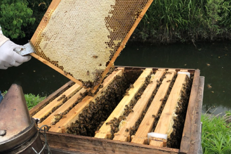 国産はちみつ(神埼産)百花蜜 1.2kg 【贈り物 黄金色 自家製 疲労回復 美容 栄養 花の蜜 純粋 九州産】(H050124)