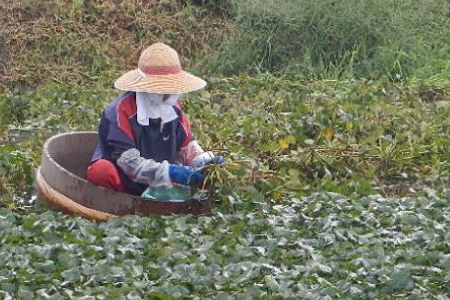 神埼桑菱茶(3g×30包)×2箱 【ふるさと納税 桑菱茶 桑 菱】(H066120)