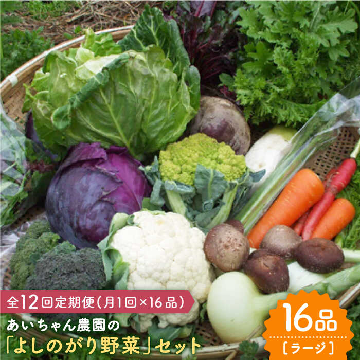 【16品 / 12回定期便】あいちゃん農園の「よしのがり野菜」セット（ラージ） [FAA010]