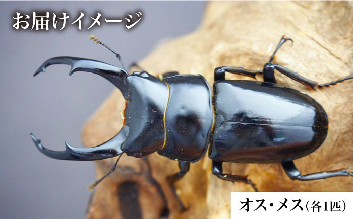 アマミシカクワガタ オス単 昆虫標本 - 虫類用品