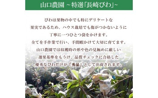 T864 長崎枇杷 温室栽培｢特選びわ｣(1kg)