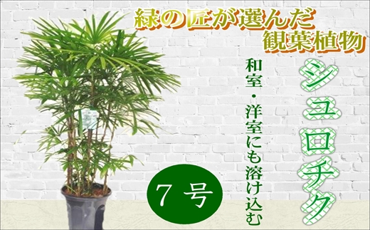 E5 002 緑の匠が選んだ観葉植物 素敵な空間づくりに シュロチク 10号 ふるさとパレット 東急グループのふるさと納税