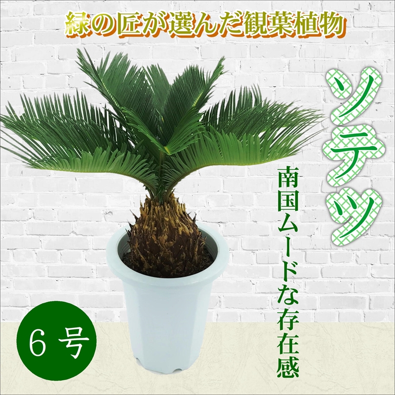 C2 021 緑の匠が選んだ観葉植物 素敵な空間づくりに ソテツ 6号 ふるさとパレット 東急グループのふるさと納税