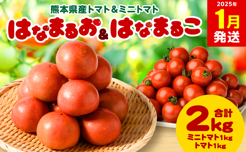 【2025年1月発送】熊本県産トマト 1kg ＆ ミニトマト 1kg  合計2kg はなまるお ＆ はなまるこ 