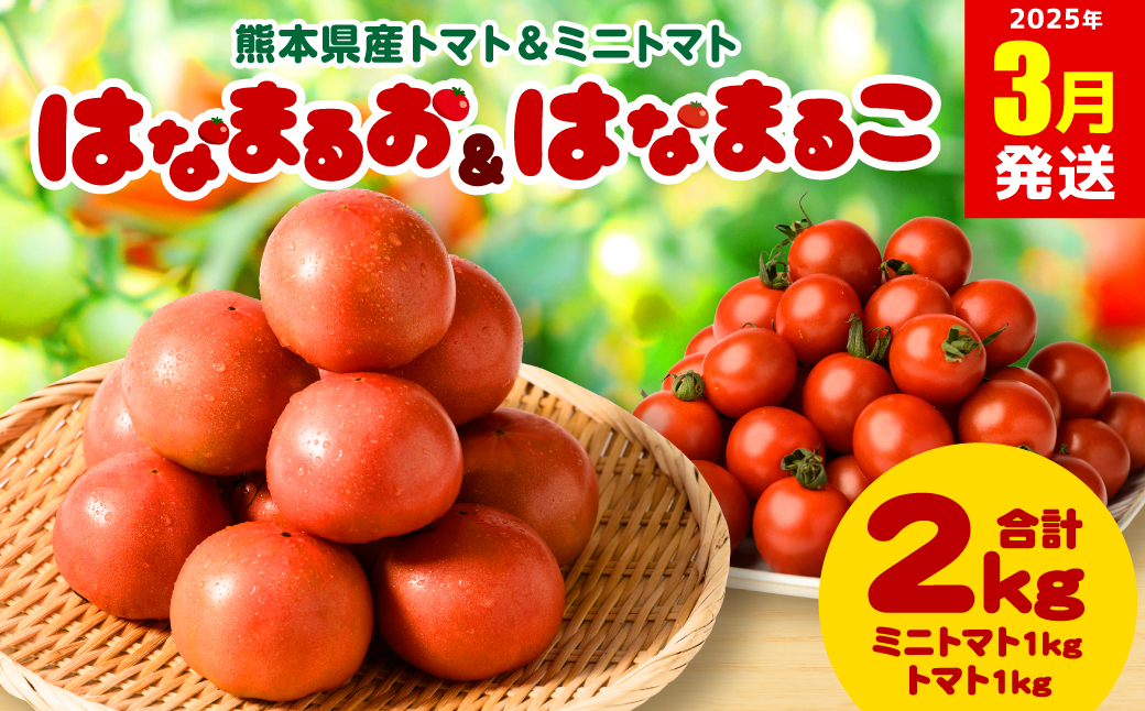 【2025年3月発送】熊本県産トマト 1kg ＆ ミニトマト 1kg  合計2kg はなまるお ＆ はなまるこ 