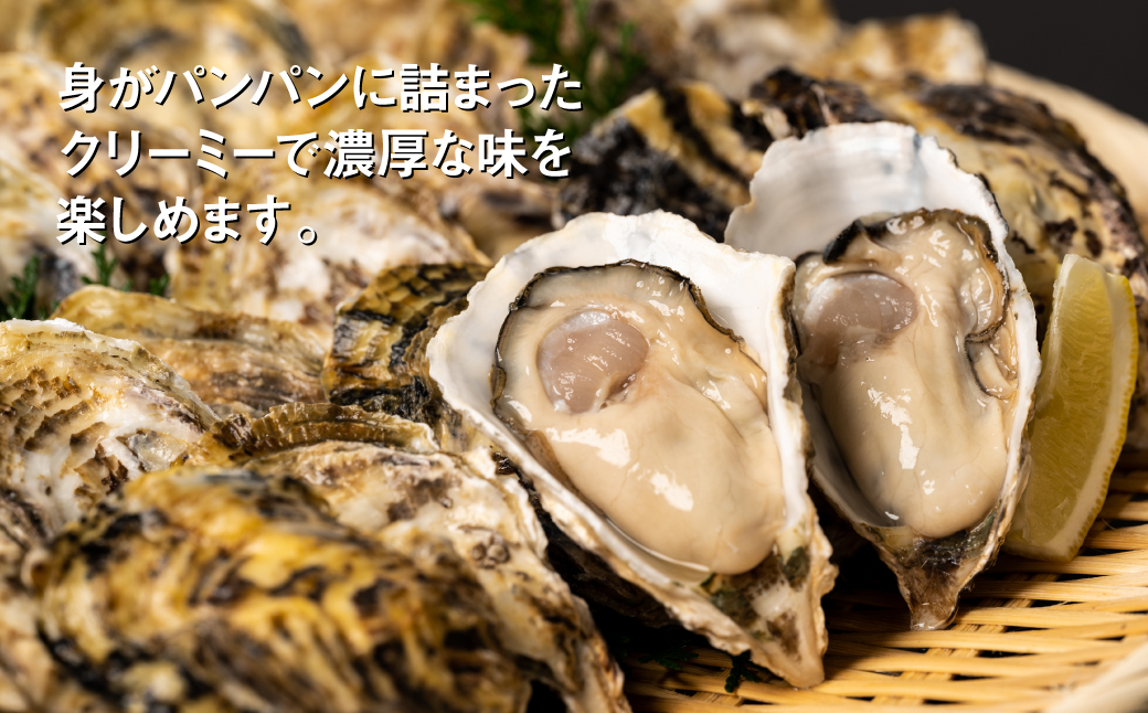 【先行予約】牡蠣 鏡オイスター 生食用 3kg 生かき 新鮮【2024年12月中旬より順次発送】