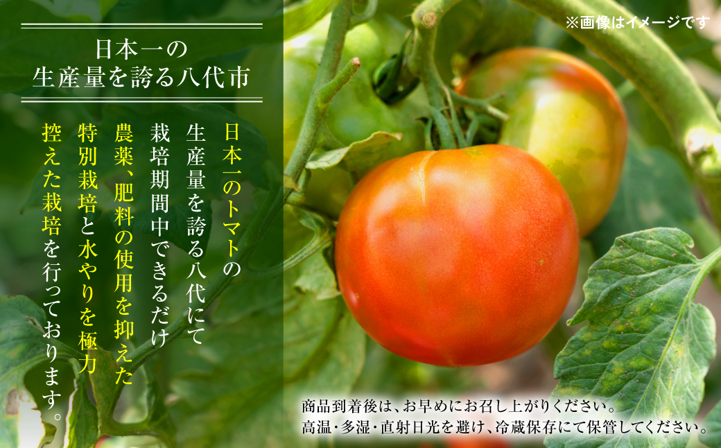 【先行予約】 【訳あり】 八代市産 規格外トマト 4.5kg 熊本県 トマト 野菜【2024年11月下旬より順次発送】