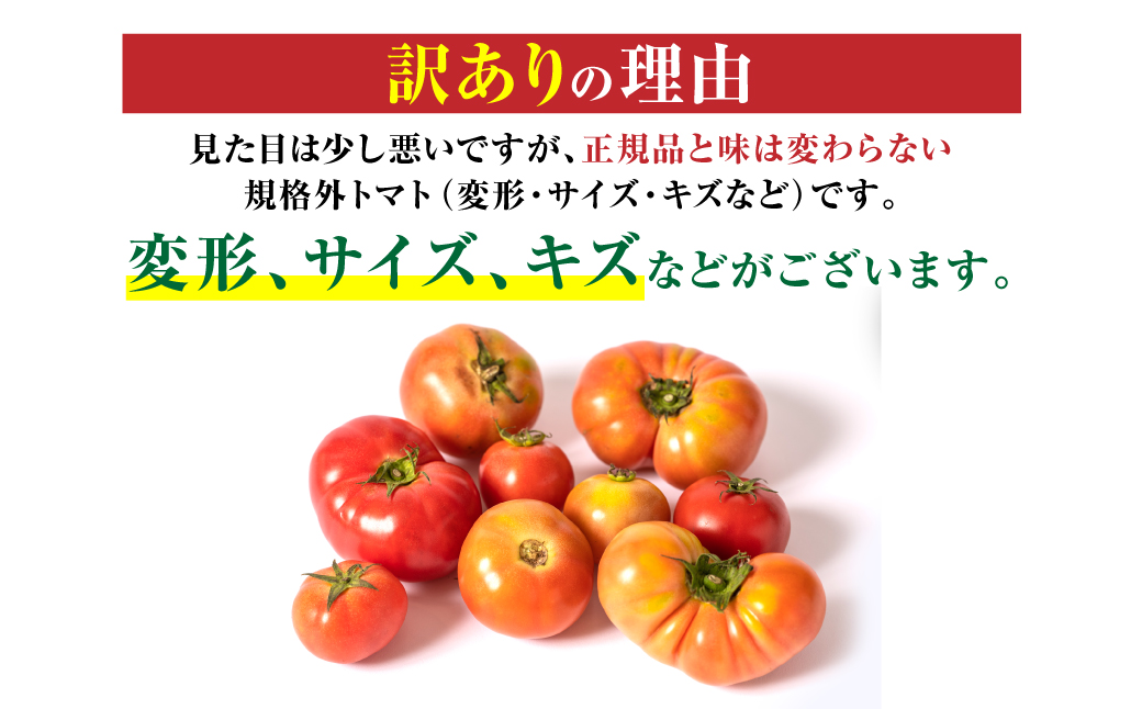 選べる発送月】 【訳あり】 八代市産 規格外トマト 4.5kg 熊本県