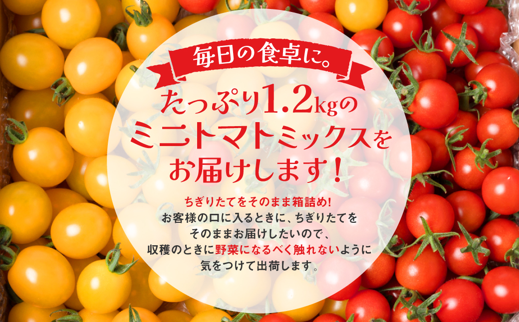 【先行予約】八代市産 宮島農園 ミニトマト (ミックス)1.2kg とまと 野菜 赤トマト 黄色トマト 【2024年12月上旬より順次発送】