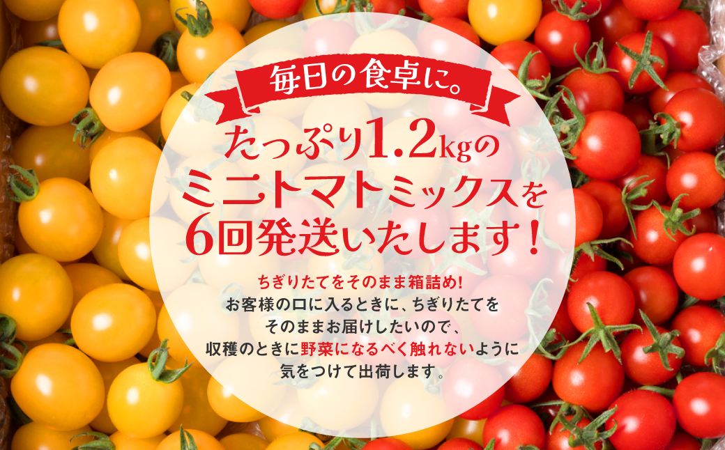 【先行予約】【定期便6回】ミニトマト (ミックス) 1.2kg×6回 八代市産 宮島農園 とまと 野菜 【2024年12月上旬より順次発送】