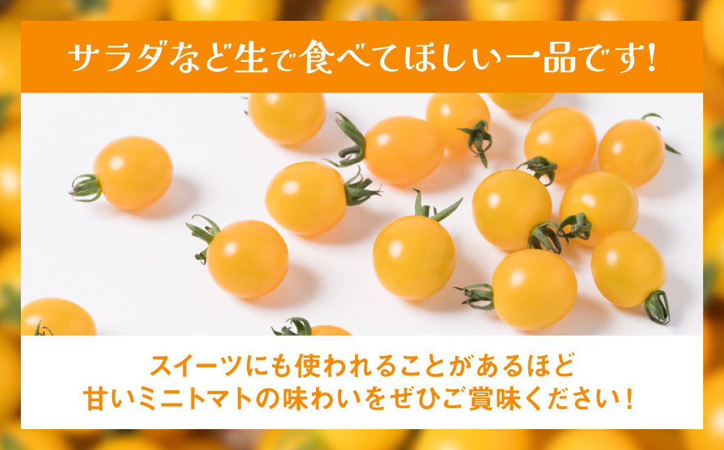 ミニトマト (黄色) 1.2kg 八代市産 宮島農園 トマト 甘い サラダ 国産 熊本県産