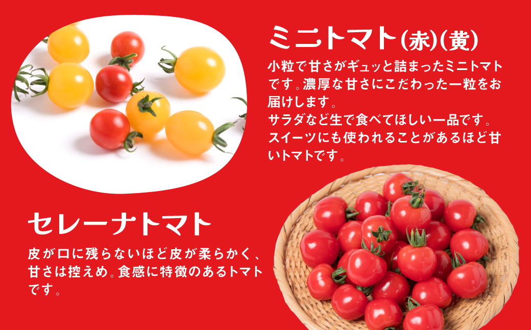 【先行予約】【定期便6回】おまかせトマト4種 3kg×6回 計18kg 八代市産 宮島農園 とまと 野菜【2024年12月上旬より順次発送】