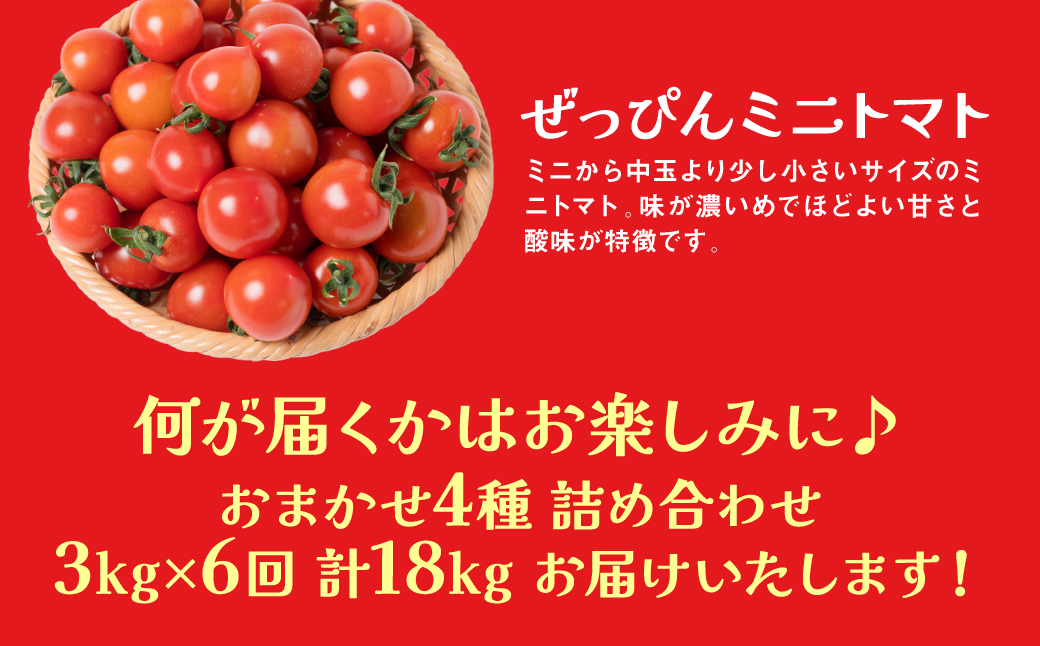 【先行予約】【定期便6回】おまかせトマト4種 3kg×6回 計18kg 八代市産 宮島農園 とまと 野菜【2024年12月上旬より順次発送】