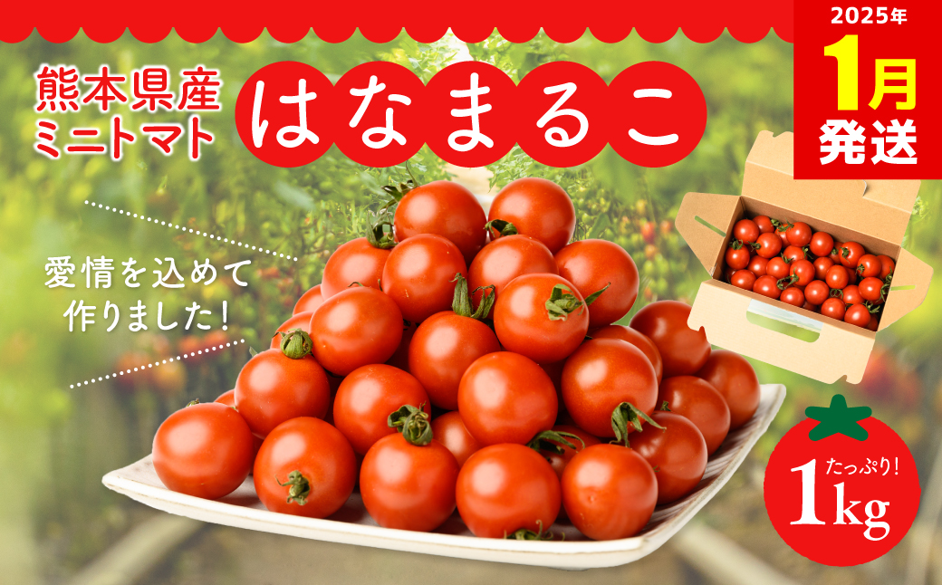 【2025年1月発送】熊本県産 ミニトマト はなまるこ 1kg 野菜 旬 熊本 とまと 