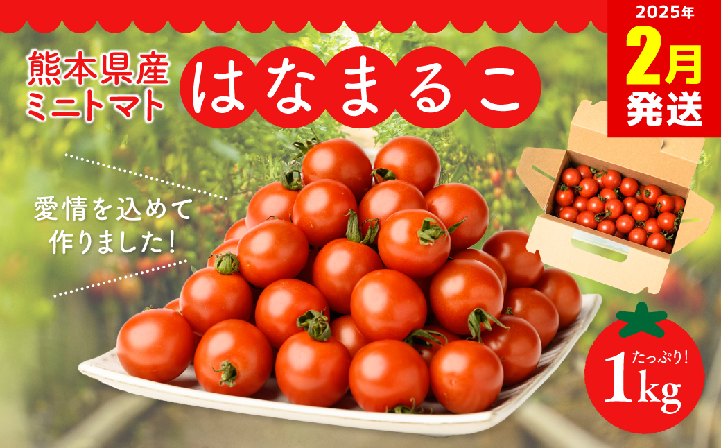 【2025年2月発送】熊本県産 ミニトマト はなまるこ 1kg 野菜 旬 熊本 とまと 