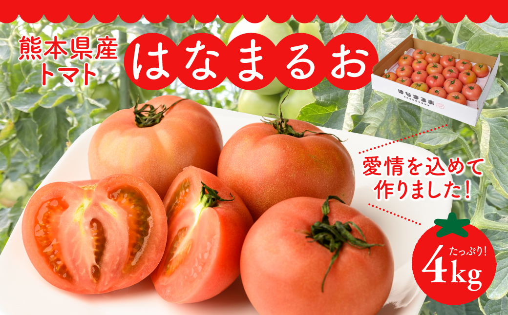 【先行予約】熊本県産 トマト はなまるお 4kg トマト とまと 八代市産 【2024年11月上旬より順次発送】