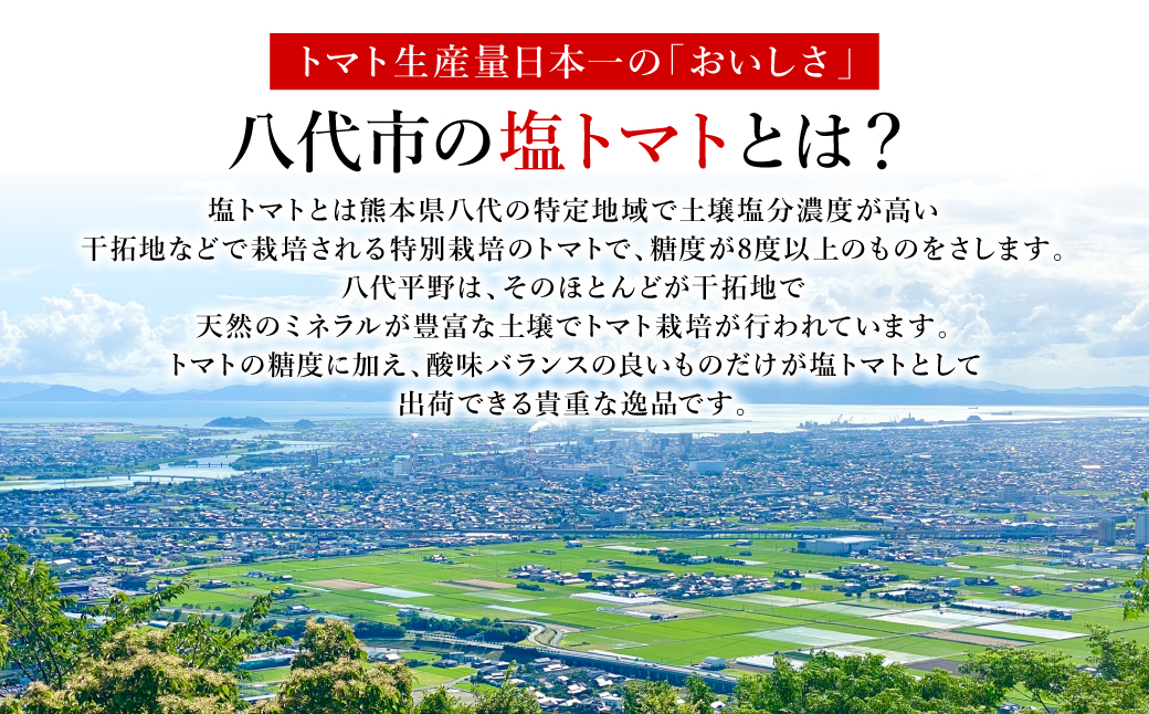 【先行予約】 くまもと塩トマト「ロイヤルセレブ」 1kg (糖度10度以上：9～16個入り) 【2025年1月上旬より順次発送】