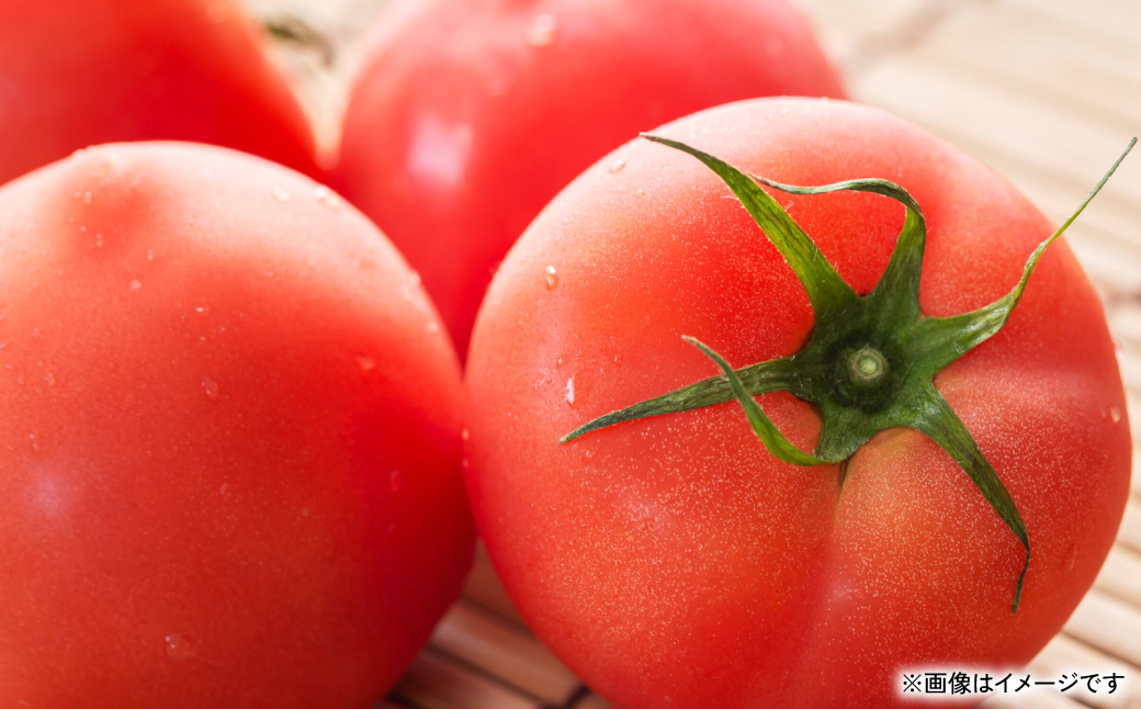 【訳あり】朝採れトマト 約2kg 熊本県 八代市産