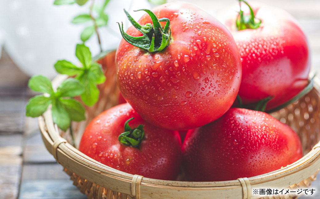 【訳あり】朝採れトマト 約2kg 熊本県 八代市産