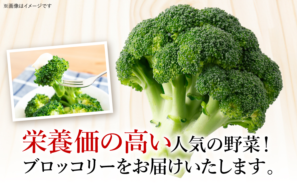 【先行予約】朝採れブロッコリー 300g×3本 野菜 新鮮 国産ブロッコリー 緑黄色野菜  熊本県 八代市産【2024年11月中旬より順次発送】