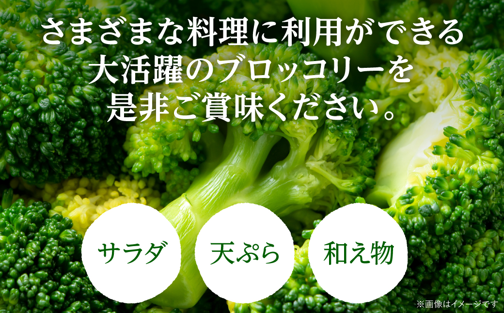 【先行予約】朝採れブロッコリー 300g×3本 野菜 新鮮 国産ブロッコリー 緑黄色野菜  熊本県 八代市産【2024年11月中旬より順次発送】