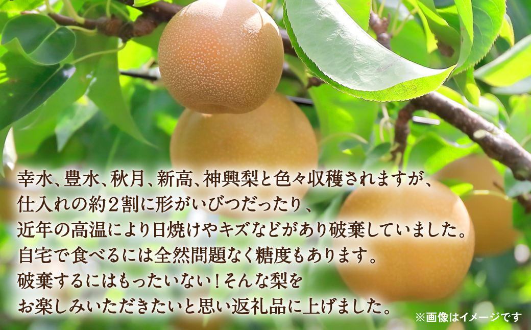 【先行予約】【2025年8月上旬より順次発送】熊本県産 季節ごとの訳あり梨 合計2kg　ナシ 幸水 豊水 秋月 新高 神興梨 果物 くだもの フルーツ