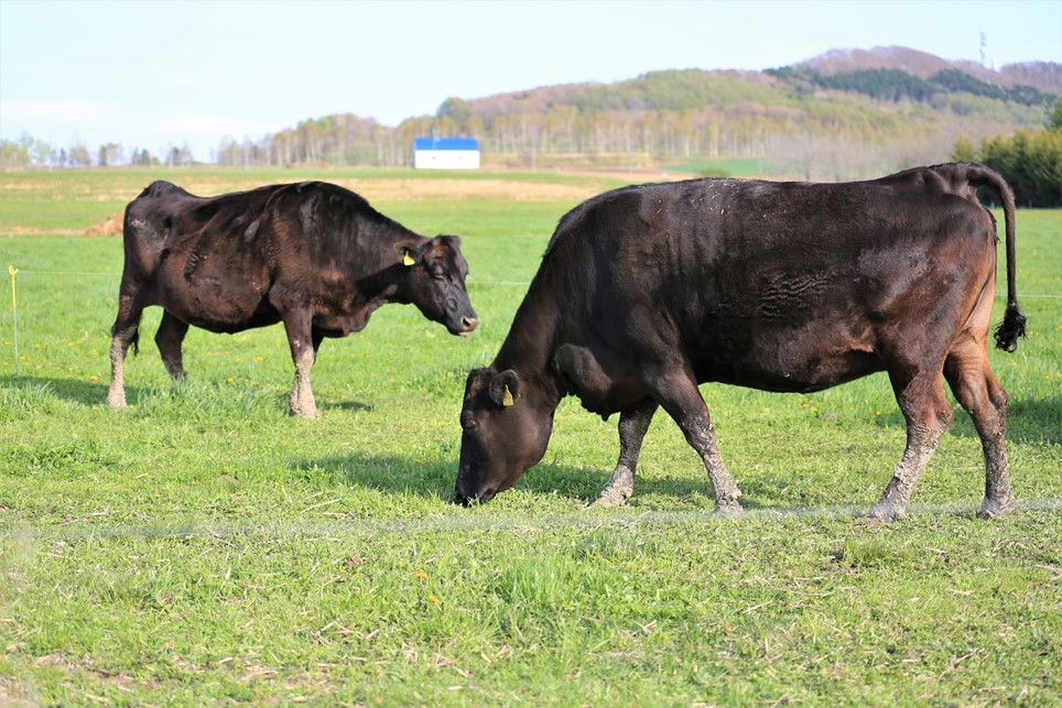 【6ヶ月定期便】熊本県産 くまもと黒毛和牛 焼肉用 500g 6ヶ月 6回 定期便 焼肉 バーベキュー BBQ 和牛 牛 牛肉 黒毛和牛 国産 熊本 阿蘇 南小国町 送料無料