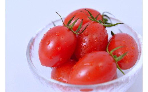 農薬・化学肥料不使用 河津さんの愛情たっぷりアイコトマト １㎏ 