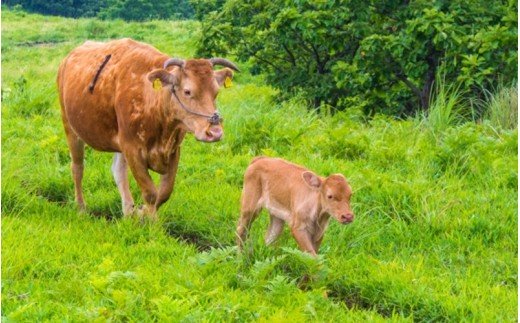 【6ヶ月定期便】ＧＩ認証取得 くまもとあか牛（特選・焼肉用500g）