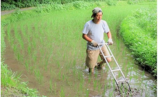 令和5年産 きよら米 3kg（真空包装） 南小国産 白米 玄米 食べ比べ あきげしき 米 お米 玄米対応可能 ご飯 ごはん 無農薬 農薬不使用 有機栽培 真空パック 産地直送 熊本 南小国 送料無料