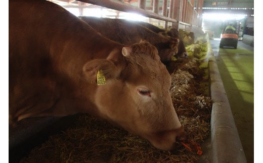 【熊本県産】 あか牛 ランプステーキ 300g 熊本県産 くまもとあか牛 国産牛 国産 牛肉 牛 赤身 ステーキ ランプ ステーキ肉 熊本 南小国町 送料無料