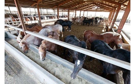 【国産】まな板不要！切れてる馬刺し 120g 国産 まな板不要 切れてる 馬刺し 馬肉 馬 生食用 肉刺し 手軽 ギフト 贈答用 熊本 阿蘇 南小国町 送料無料