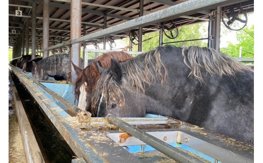 【国産】豪華特選馬刺し 銀桜 6種盛り 馬刺し 800g 霜降り 上赤身 オビ ヒモ タテガミ フタエゴ 専用醤油 馬 馬肉 生食用 肉刺し 詰め合わせ 盛り合せ ギフト 贈答用 お中元 お歳暮 熊本 阿蘇 南小国 南小国町 送料無料