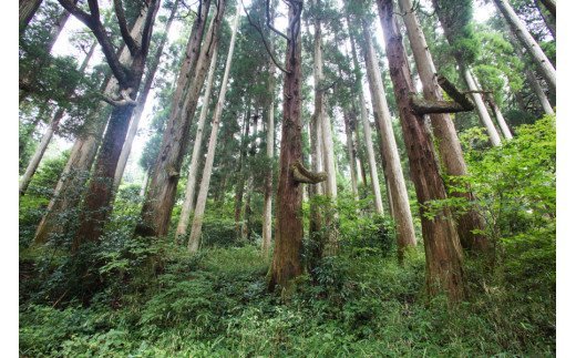 【阿蘇小国杉】森をつくる木製A4バインダー（2枚セット）