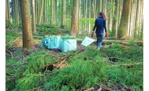 【阿蘇小国杉】小国の森のエッセンシャルオイル 1000mlボトル