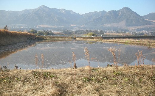 令和4年産特別栽培米 いのちの壱(白米)2kg×2