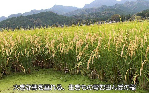 【令和3年度産新米】ヒノヒカリ(ななつ星)玄米５kg生きもの育む田んぼのお米