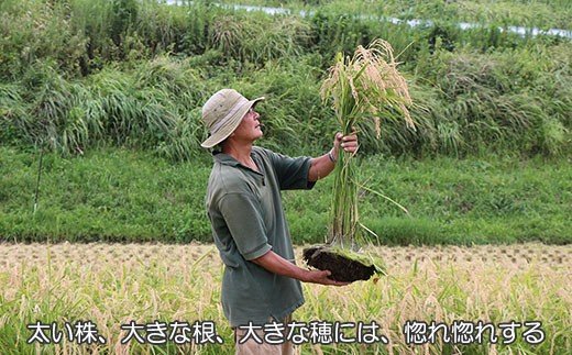 【令和3年度産新米】ヒノヒカリ(ななつ星)玄米５kg生きもの育む田んぼのお米