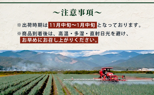 【先行予約】井上農園の白ネギ 「球磨美人」 Ｌサイズ×30本 【2024年11月中旬より順次発送】 白ネギ 白葱 ネギ 長ネギ 長葱 ねぎ 鍋 薬味 冬野菜 国産 114-0502