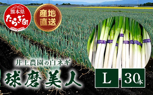 【先行予約】井上農園の白ネギ 「球磨美人」 Ｌサイズ×30本 【2024年11月中旬より順次発送】 白ネギ 白葱 ネギ 長ネギ 長葱 ねぎ 鍋 薬味 冬野菜 国産 114-0502