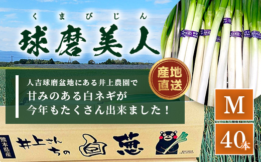 【先行予約】井上農園の白ネギ 「球磨美人」 Mサイズ×40本 【2024年11月中旬より順次発送】 白ネギ 白葱 ネギ 長ネギ 長葱 ねぎ 鍋 薬味 冬野菜 国産 114-0502